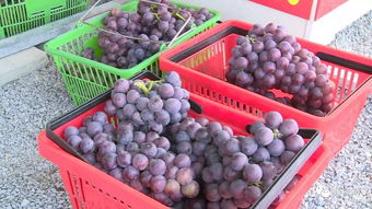 加強(qiáng)日常監(jiān)管與抽樣檢查，筑牢農(nóng)副產(chǎn)品供給安全防線